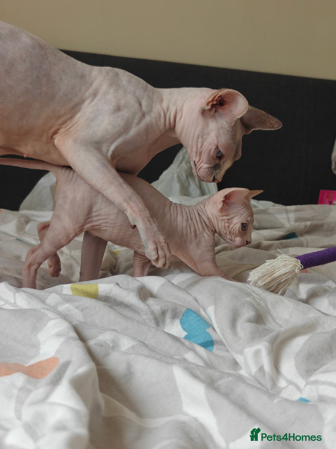 Sphynx cats for sale: Pedigree Sphynx Kitten in Bedford - Image 22
