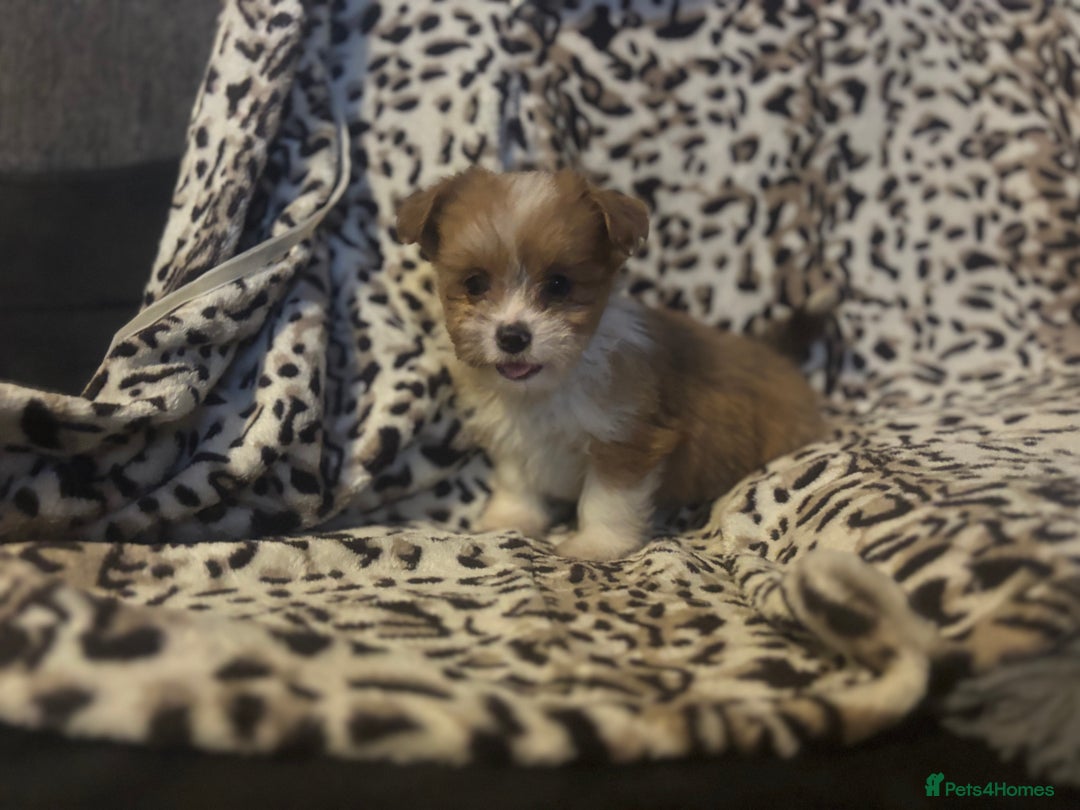 Mixed Breed dogs for sale: Chorkie-apso puppies  - Image 19