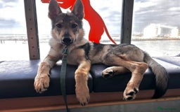Saarloos Wolfdog dogs for sale: Noodle - Image 8