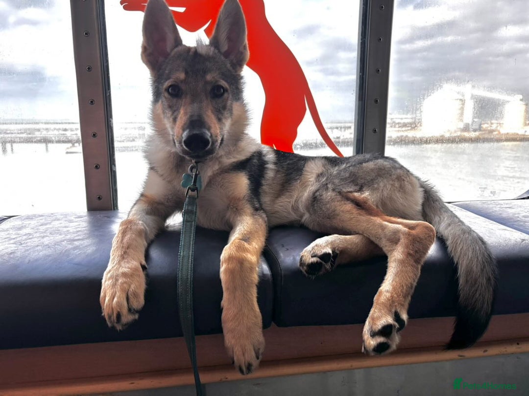 Saarloos Wolfdog dogs for sale: Noodle - Image 8