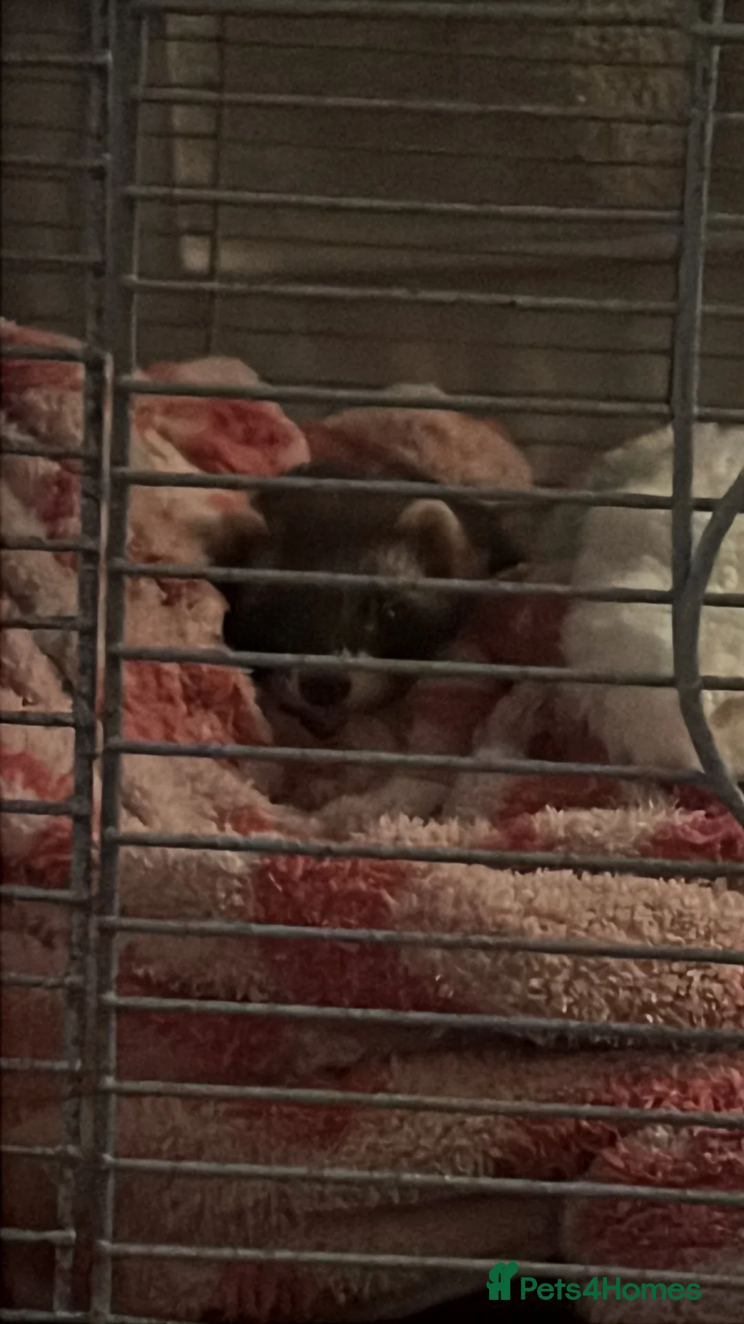Ferret rodents for sale: 2 beautiful female ferrets  in Derby - Advert 2