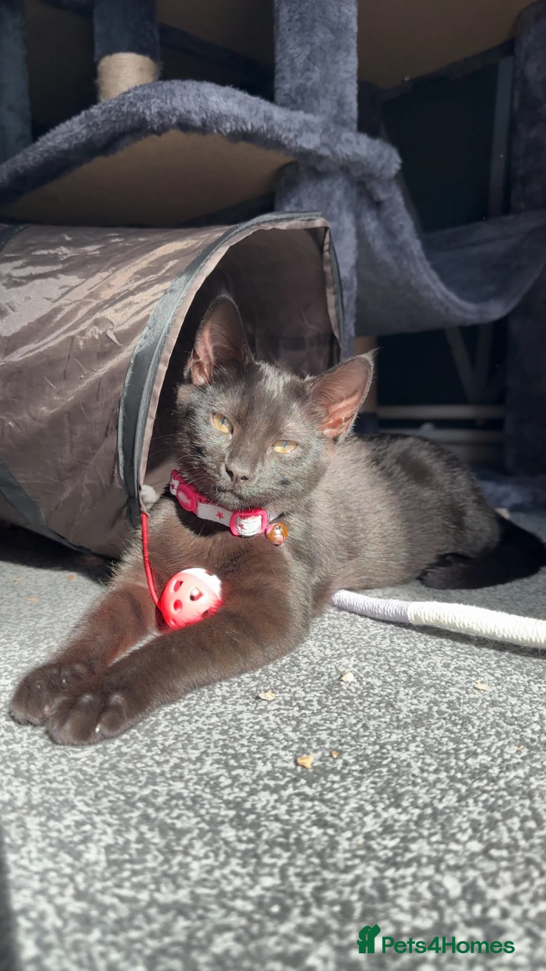 Mixed Breed cats for sale: Beautiful girl Lady - Advert 9