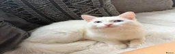 Turkish Angora cats for sale: ottis needs rehoming  in Oldham - Advert 3