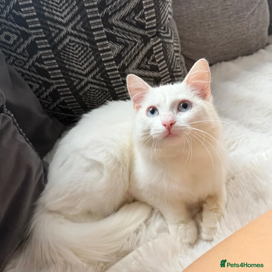 Turkish Angora cats for sale: ottis needs rehoming  in Oldham - Advert 3