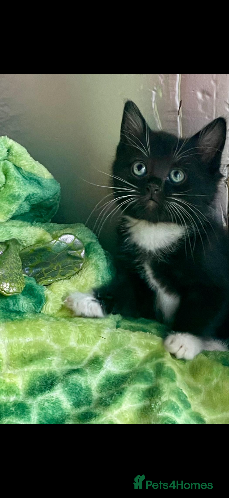 Mixed Breed cats Mother and baby - Advert 2