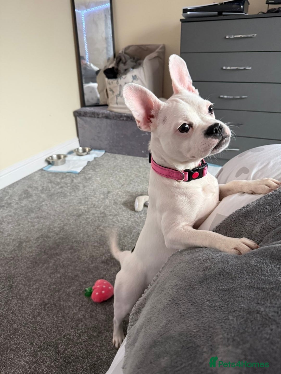 Mixed Breed dogs for sale: French bulldog cross staffy - Advert 6