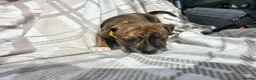 Staffordshire Bull Terrier dogs for sale: Staffy pups in Coleford - Advert 9