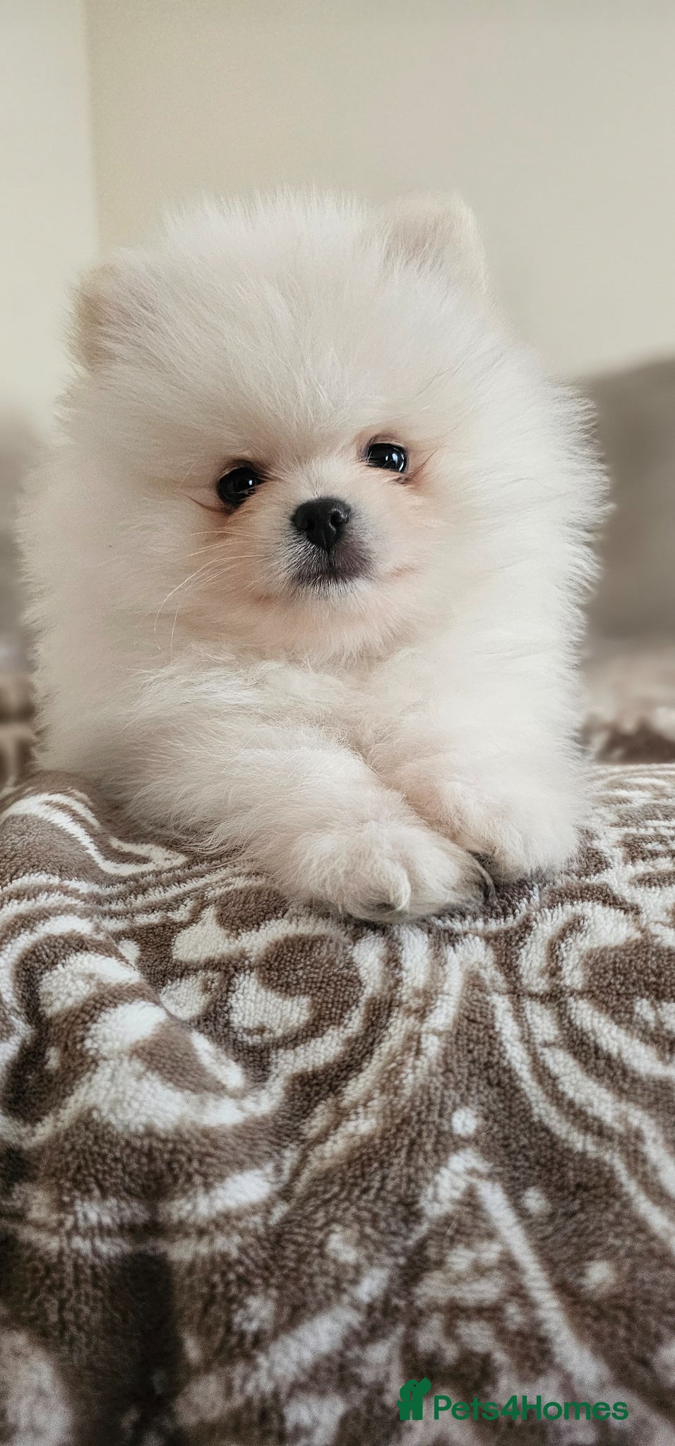 Pomeranian dogs Pomeranians - Advert 4