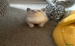 Persian cats for sale: Our cute adorable little female seal point  - Image 25