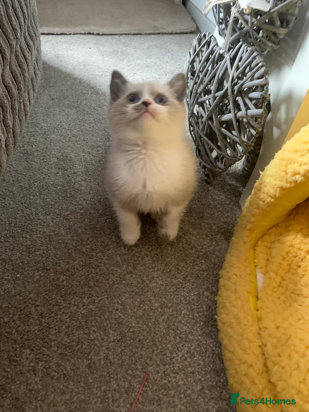 Persian cats for sale: Our cute adorable little female seal point  - Image 25