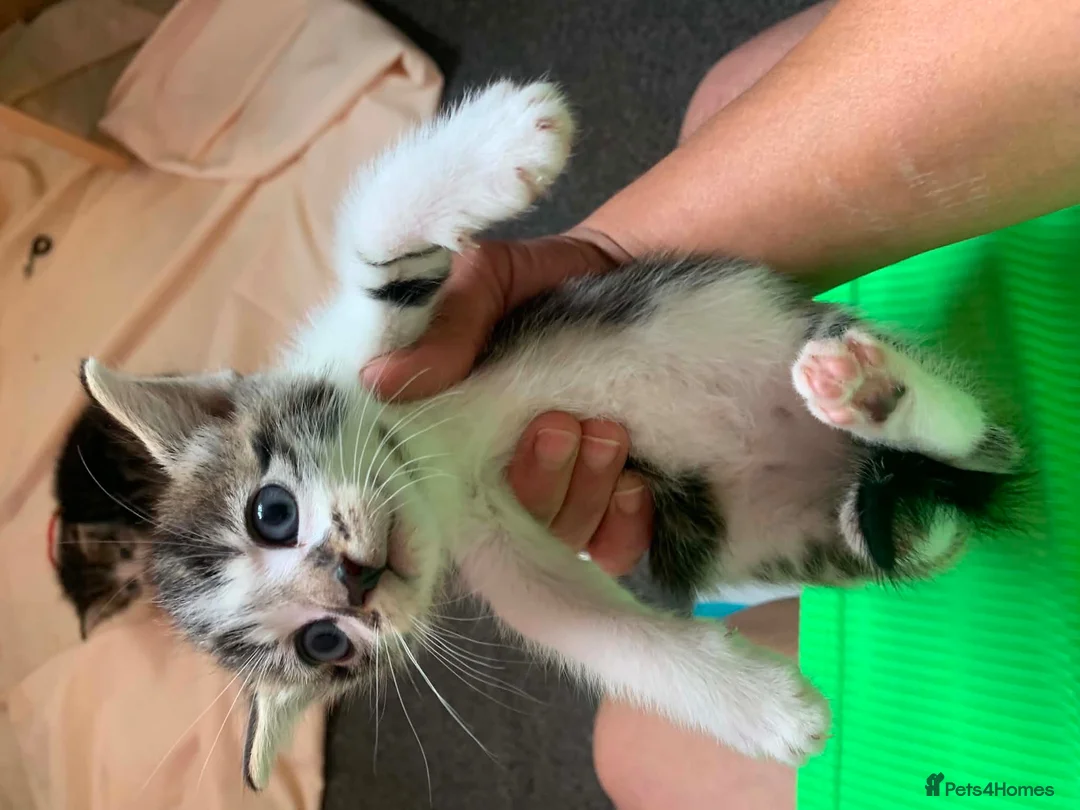 Mixed Breed cats for sale: Kittens  - Advert 8