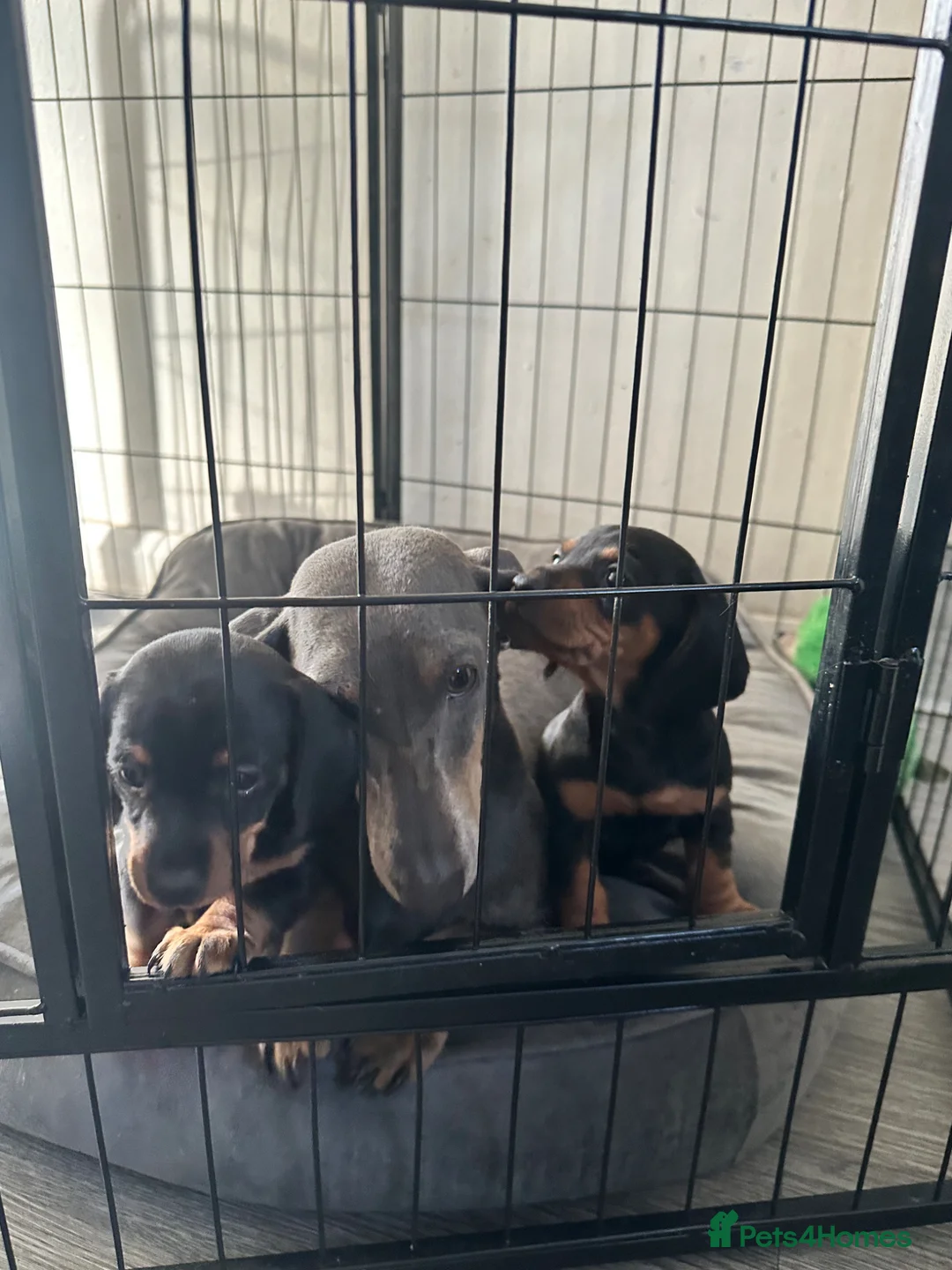Dachshund dogs for sale: Miniature dachshund  - Advert 2
