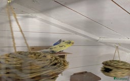 Budgerigars birds for sale: Mixed budgies nice colours  - Image 10