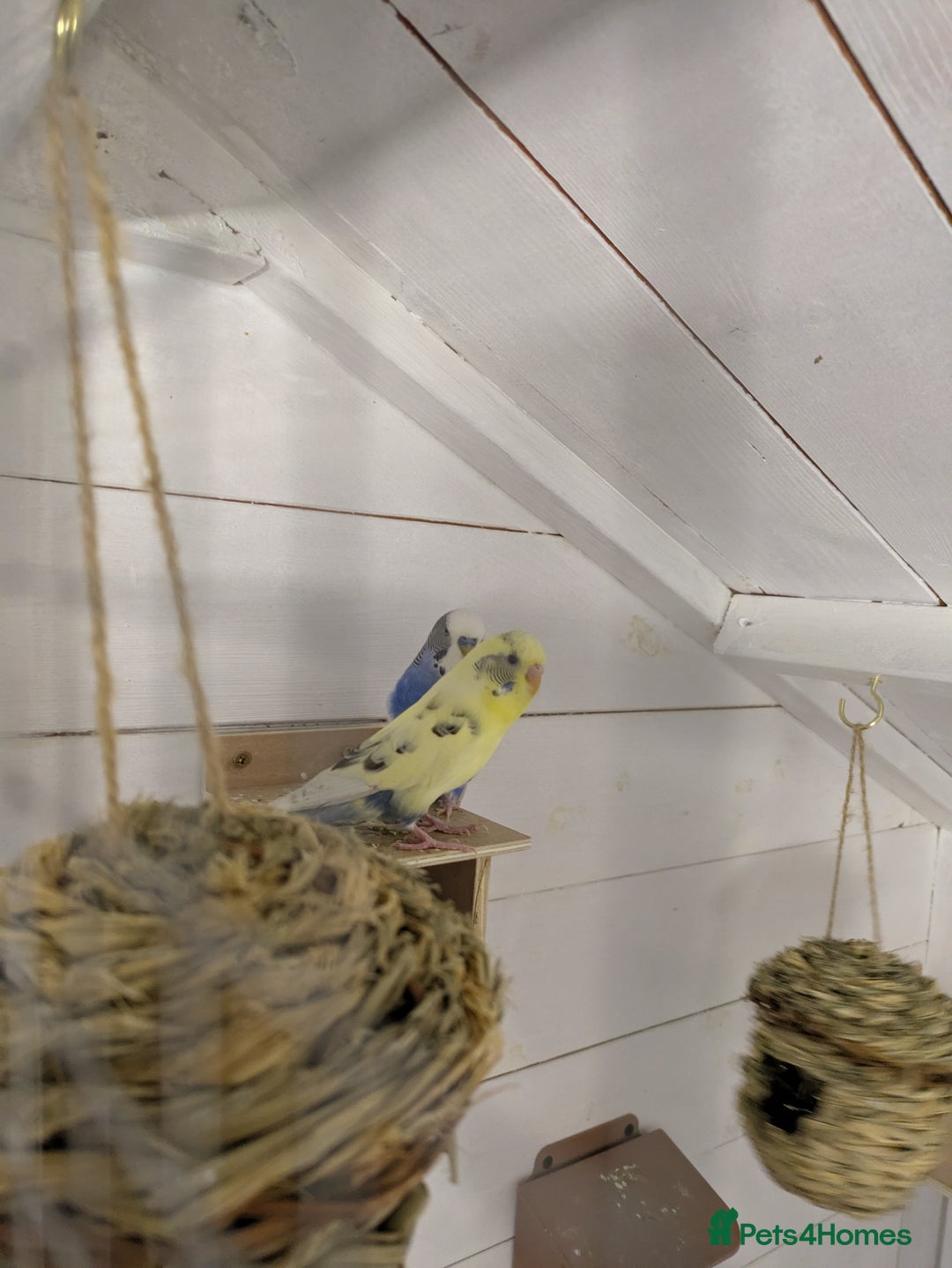 Budgerigars birds for sale: Mixed budgies nice colours  - Image 10