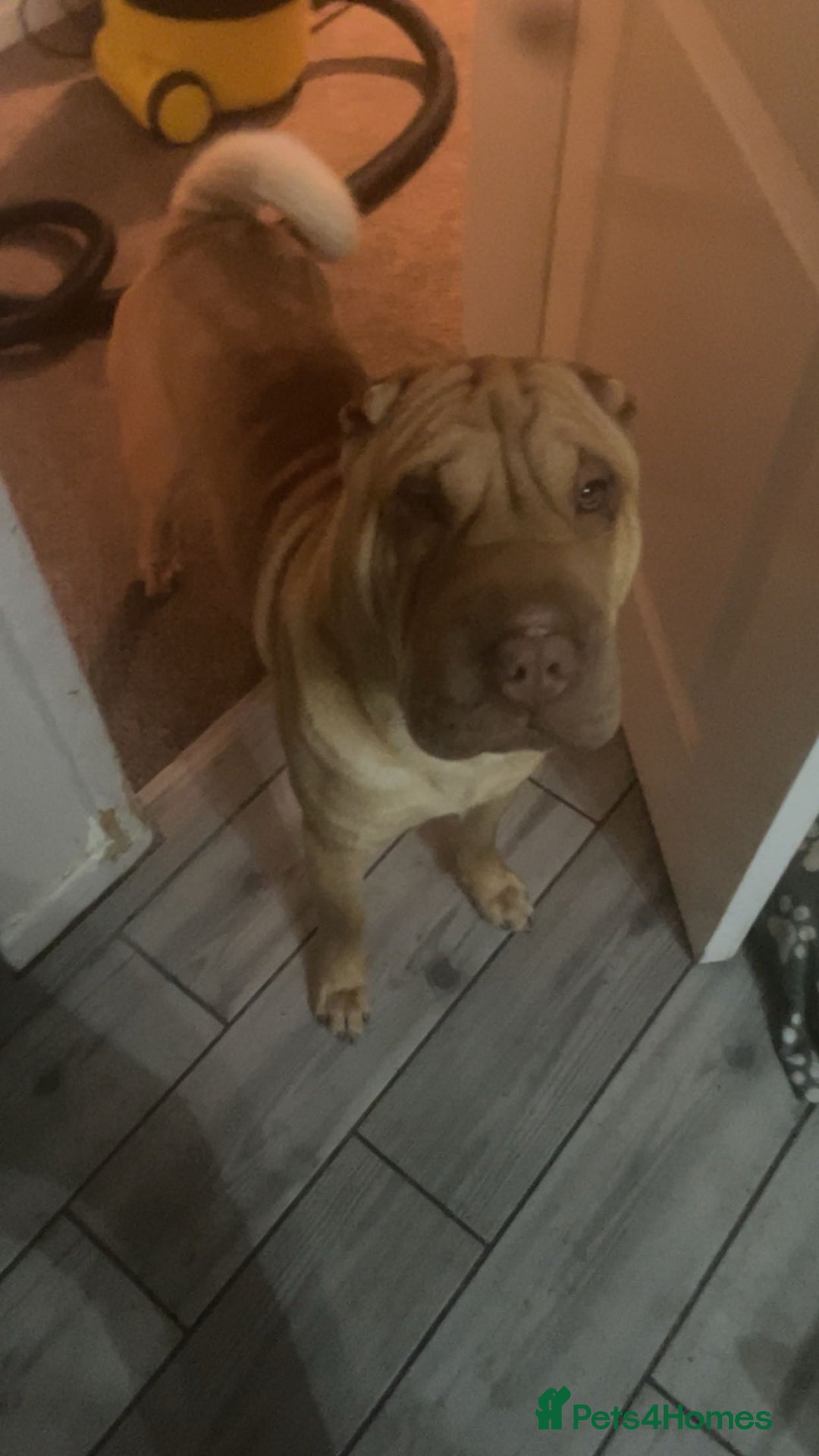 Shar Pei dogs for stud: DRAGO Shar Pei Stud - Image 10