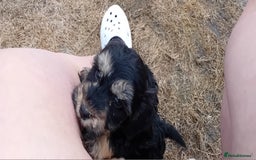 Cockapoo dogs for sale: Cockapoo pups  - Image 7