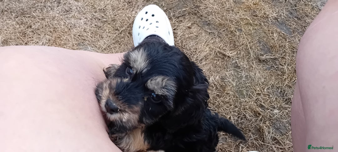 Cockapoo dogs for sale: Cockapoo pups  - Image 7