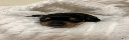 Miniature Dachshund dogs for sale: Miniature dachshund puppies for sale - Advert 5