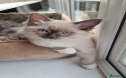 Ragdoll cats for sale: Ragdoll  - Image 1