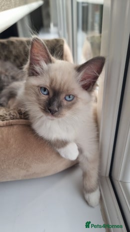 Ragdoll cats - Advert 9