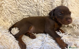 Dobermann dogs for sale: 12 stunning Doberman puppies - Image 18