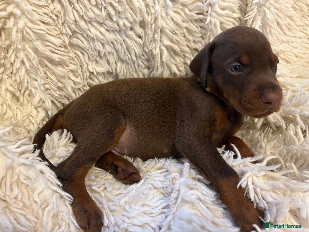 Dobermann dogs for sale: 12 stunning Doberman puppies - Image 18