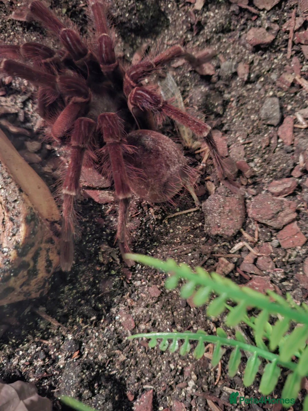 Spiders invertebrates for sale: Adult Male Goliath Birdeater - Advert 2