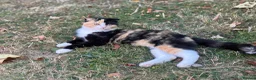 Mixed Breed cats for sale: Kitten for sale - Advert 3