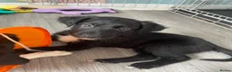 Mixed Breed dogs for sale: LAST ONE Beautiful mixed breed. DNA profile added - Advert 8