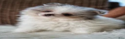 Pomeranian dogs for sale: Unique Boy with Blue Eyes - Advert 8