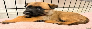 Belgian Shepherd Dog 6