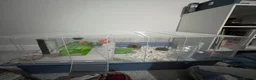 Hamster rodents for sale: Adorable friendly Hamster  in Llanelli - Advert 8