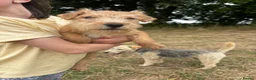 Lakeland Terrier dogs for sale: Lakeland Terrier pups - Advert 5