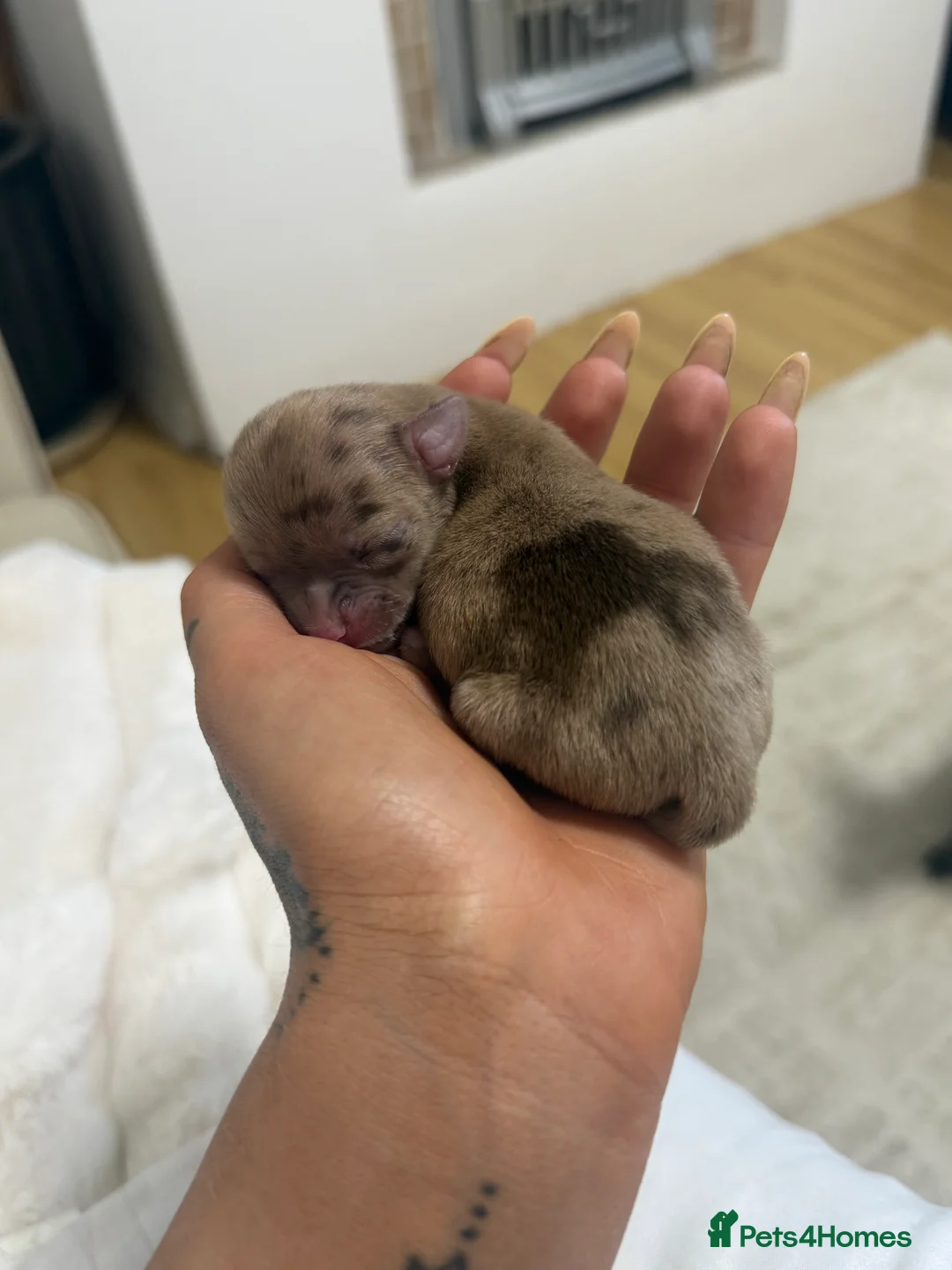 Chihuahua dogs for sale: Tiny Toy apple head chihuahuas.  in Rochester - Advert 2