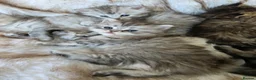 Persian cats for sale: Persian kittens  in Worksop - Advert 5