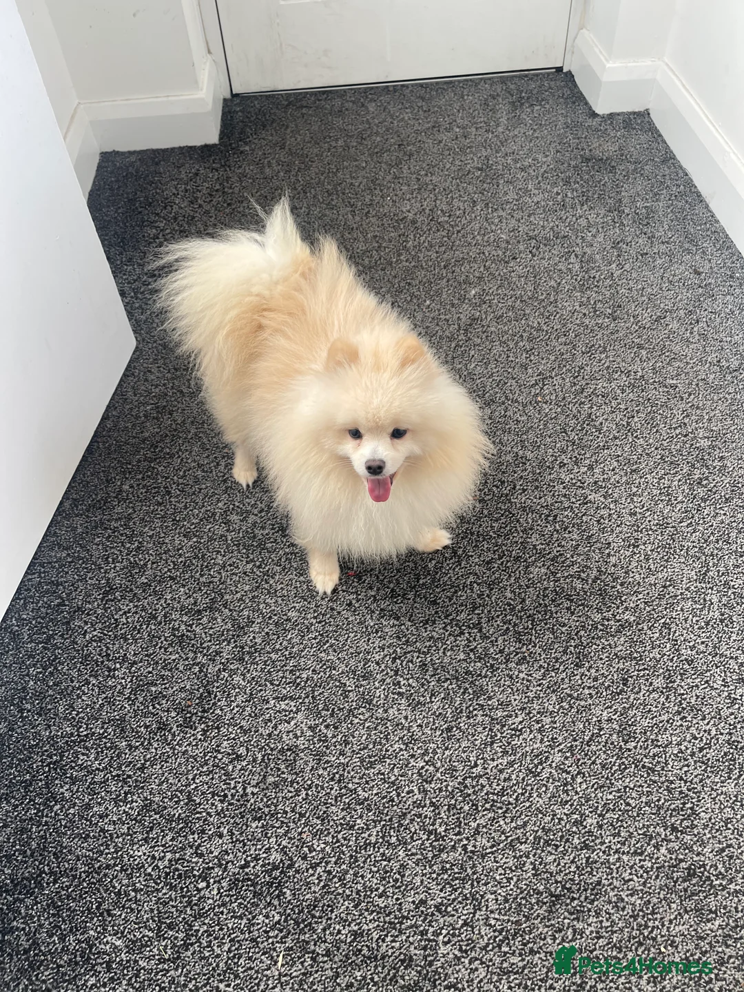Pomeranian dogs for sale: Pomeranian puppy Male white - Advert 7