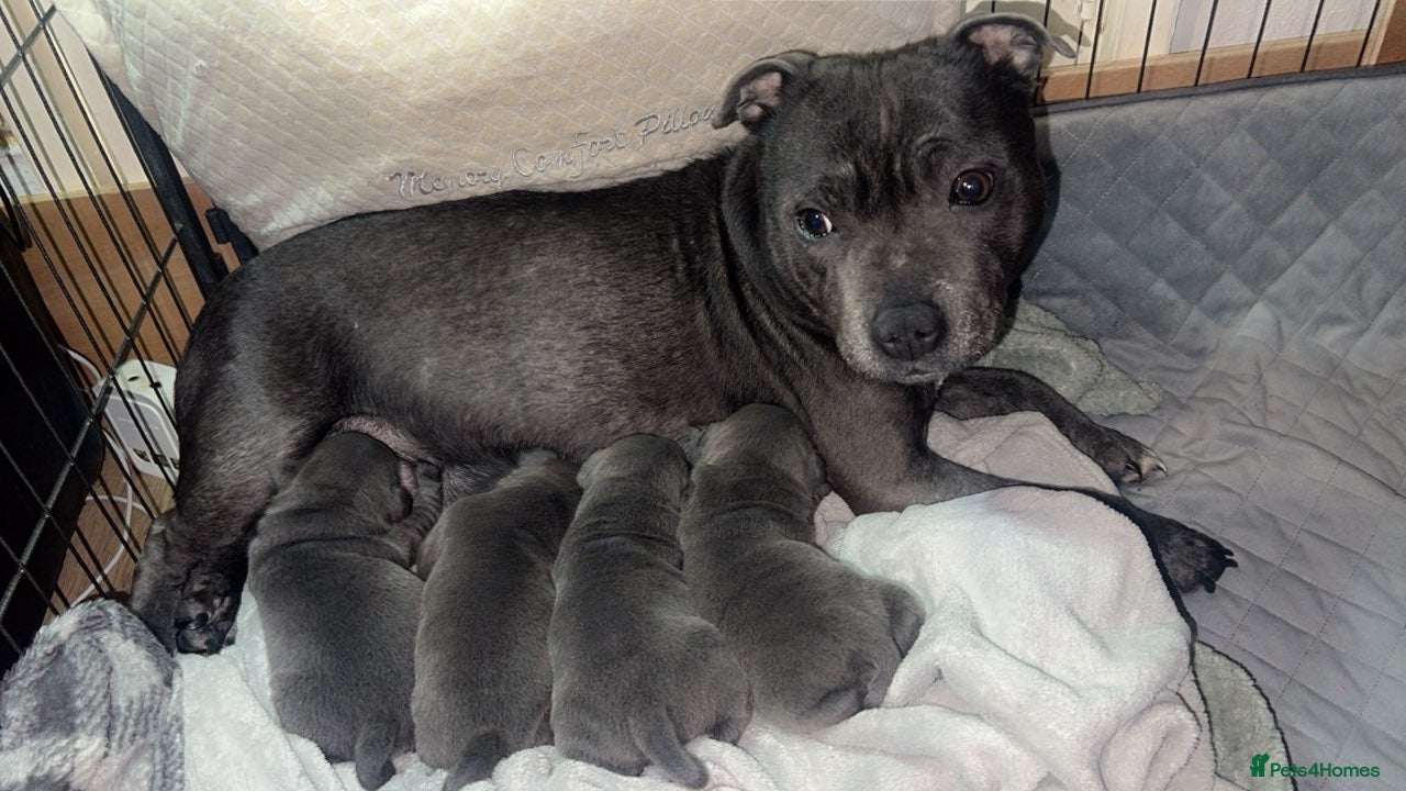 Staffordshire Bull Terrier dogs Beautiful litter of 4 pups 2 girls 2 boys - Advert 10