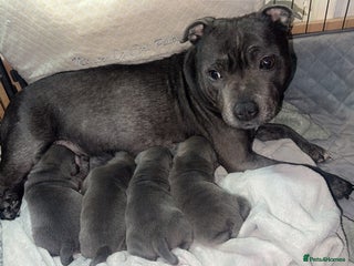 Staffordshire Bull Terrier dogs Beautiful litter of 4 pups 2 girls 2 boys - Advert 10