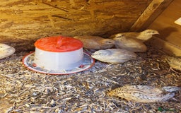 Quail poultry for sale:  Quail checks for sale  - Image 4