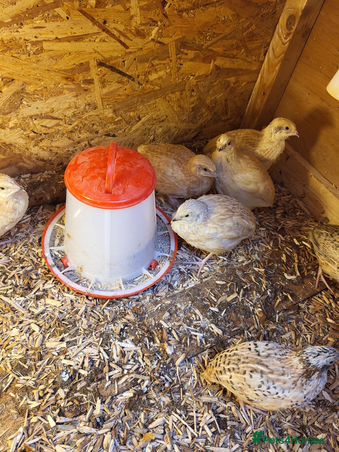 Quail poultry for sale:  Quail checks for sale  - Image 4