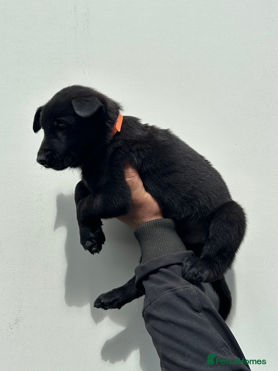 Belgian Shepherd Dog dogs for sale: Belgian Malinois Puppies For Sale  - Image 20