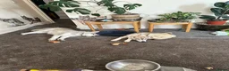 Siberian Husky dogs for sale: 3 Husky Puppies For Sale  - Advert 10
