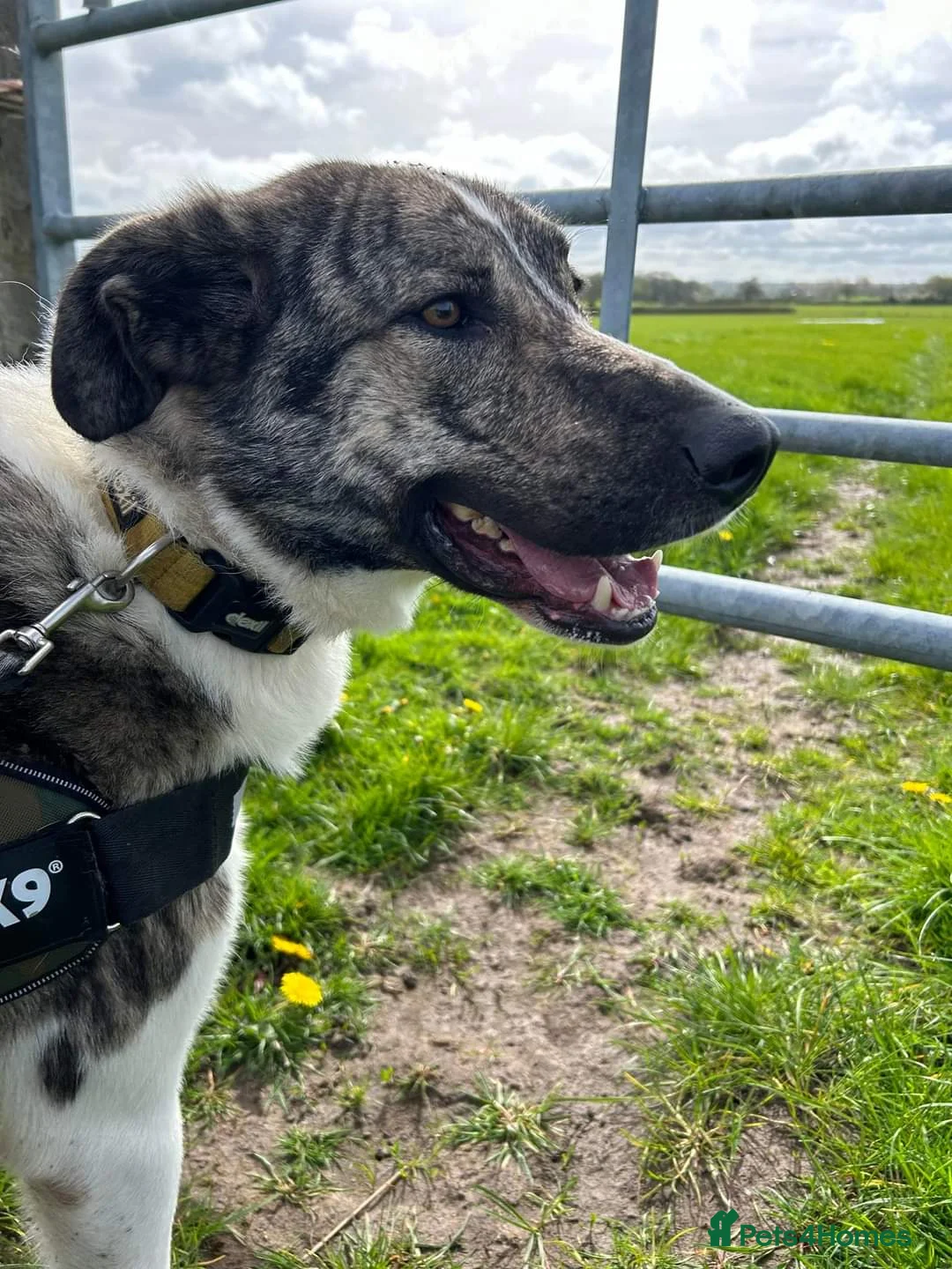 Mixed Breed dogs for adoption: Meet Kane, currently residing in Cheshire  in Nantwich - Advert 16