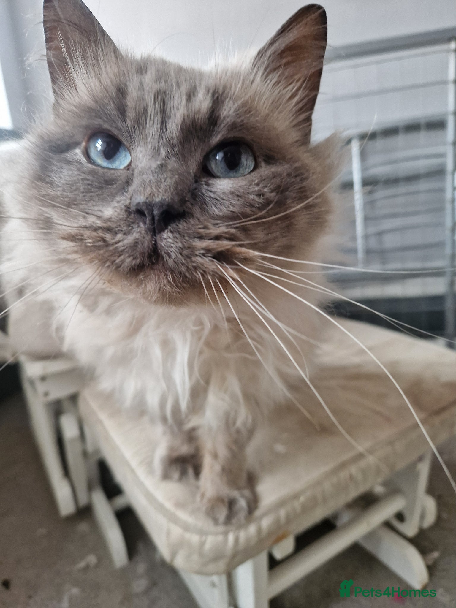 Ragdoll cats Ragdoll Male  - Advert 2