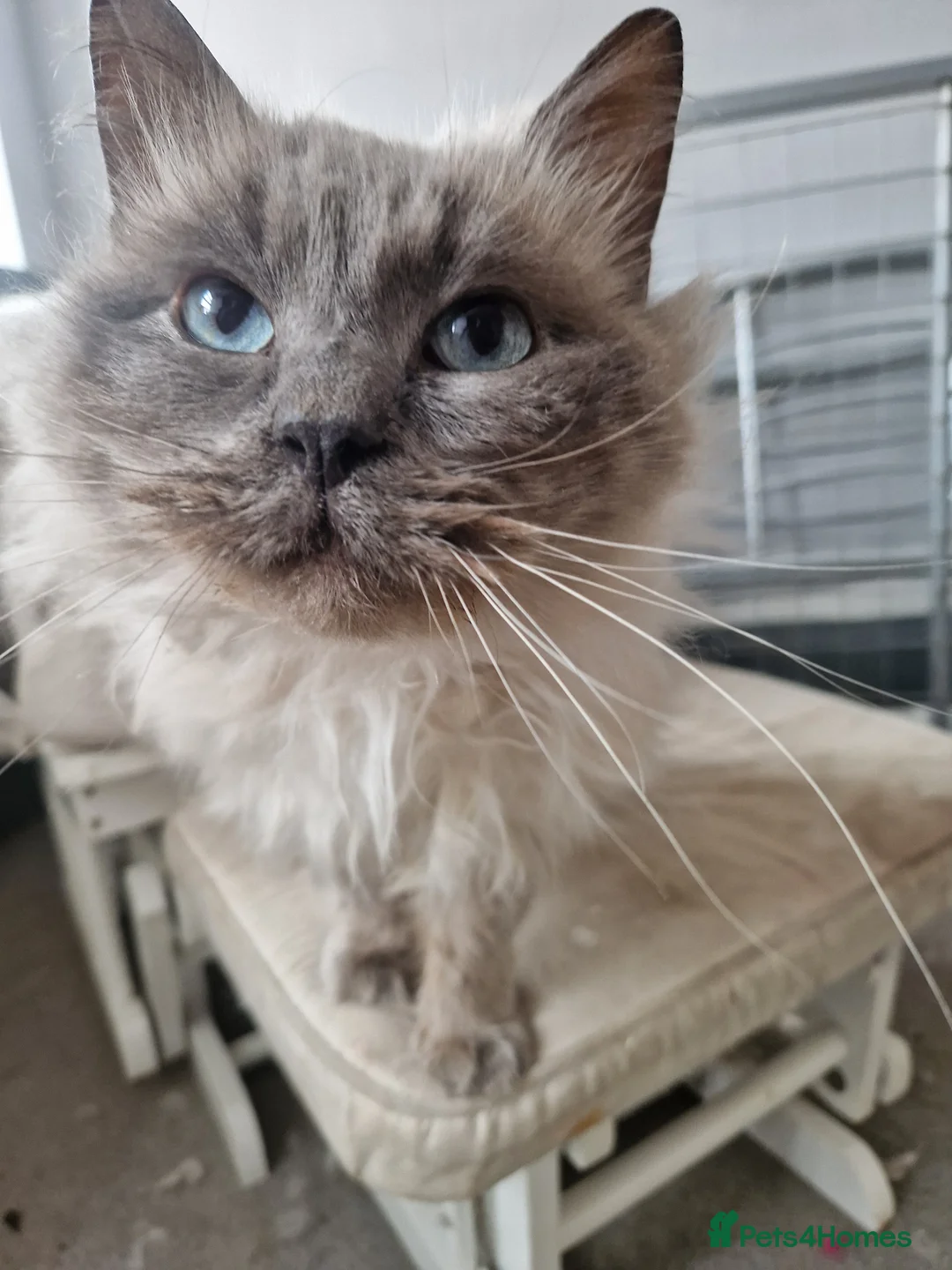 Ragdoll cats for sale: Ragdoll Male  - Advert 1