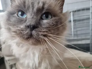 Ragdoll cats Ragdoll Male - Advert 2