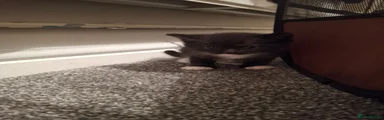 British Shorthair 2