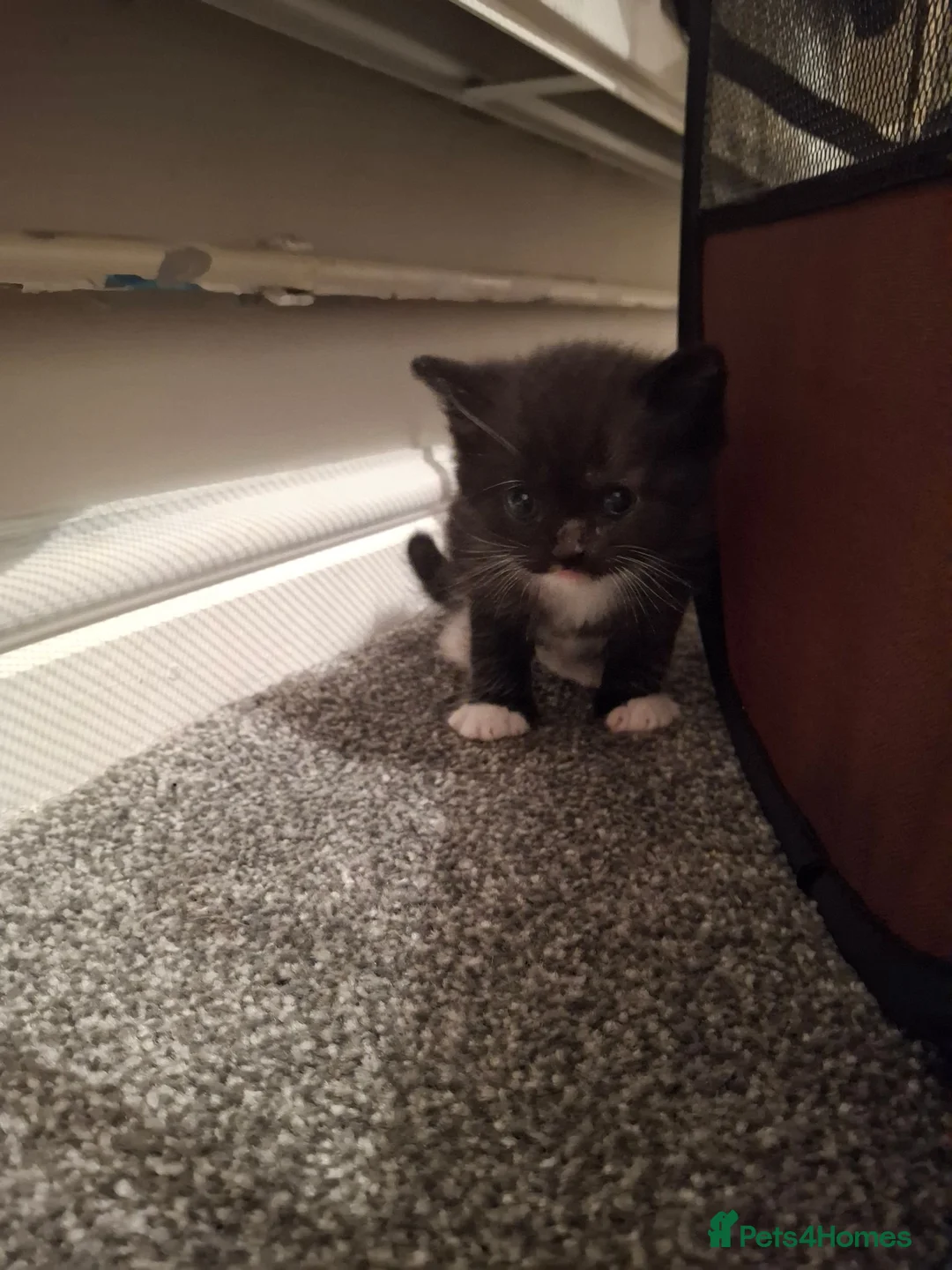 British Shorthair cats for sale: British short hair mixed  - Advert 11