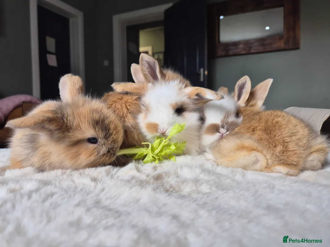 Mixed Breed rabbits for sale: Gorgeous bunnies for sale - Advert 2