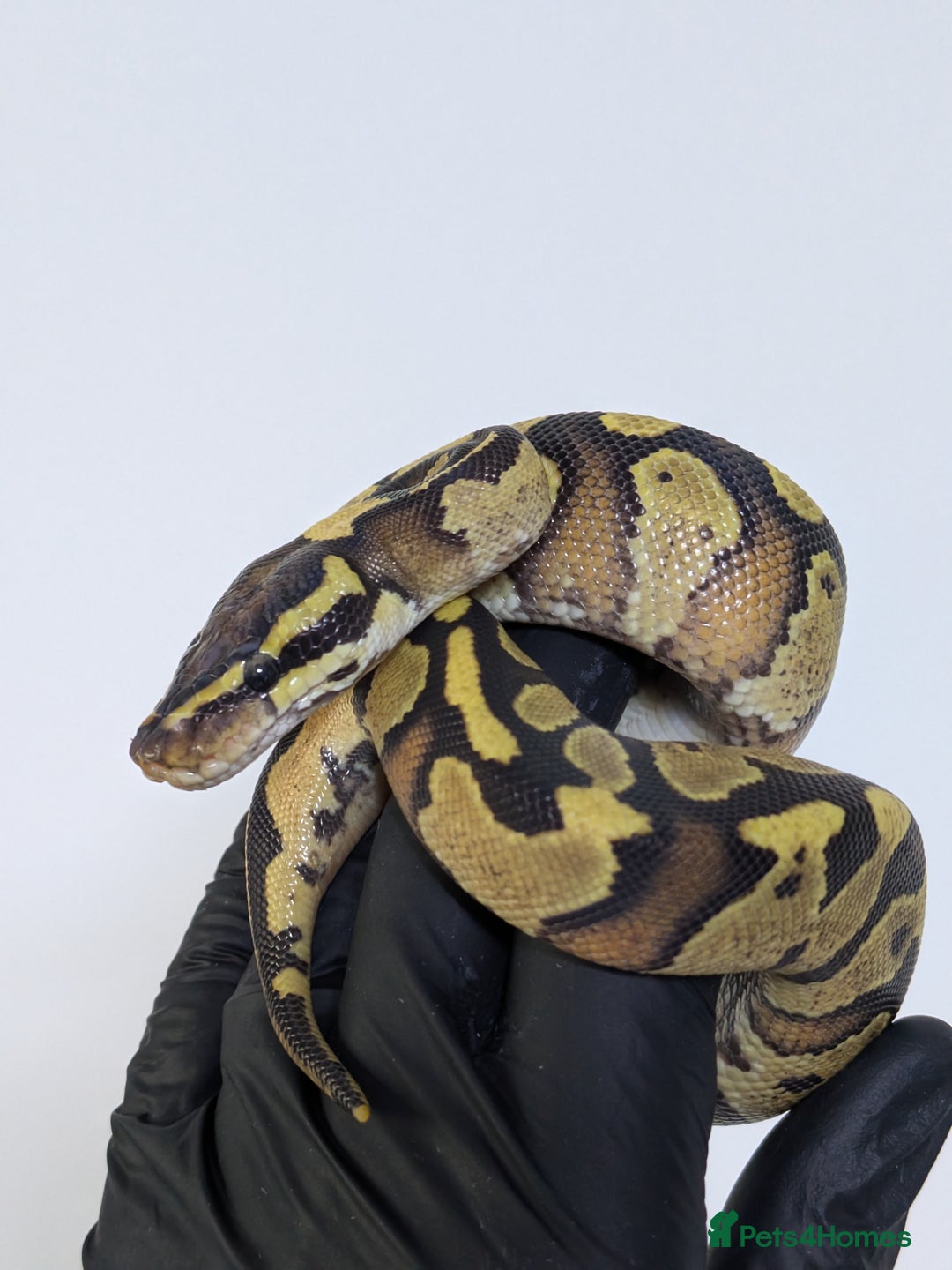 Python Snake reptiles for sale: Multiple royals available  - Image 8
